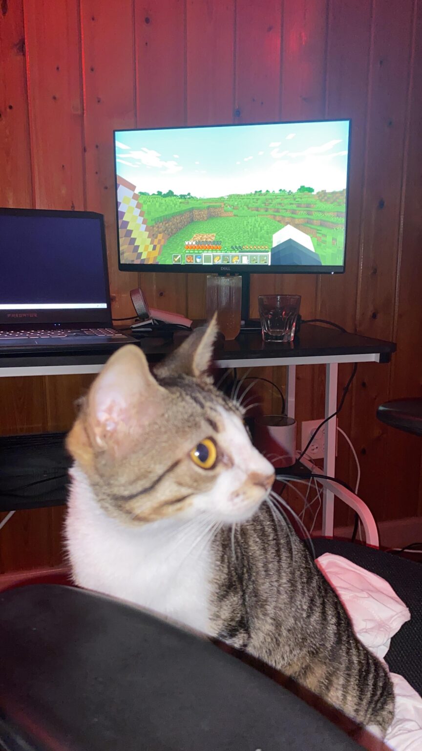 Minecraft をプレイ中に猫を飼いならした
