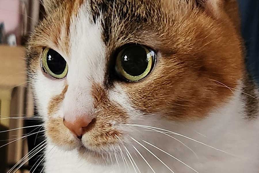 おしゃべり上手なねこ ゲームのキャラクターに反応する姿にほっこり 「なんてお話ししてるのかにゃあ」 | Hint-Pot おしゃべり上手なねこ ゲームのキャラクターに反応する姿にほっこり 「なんてお話ししてるのかにゃあ」 | Hint-Pot