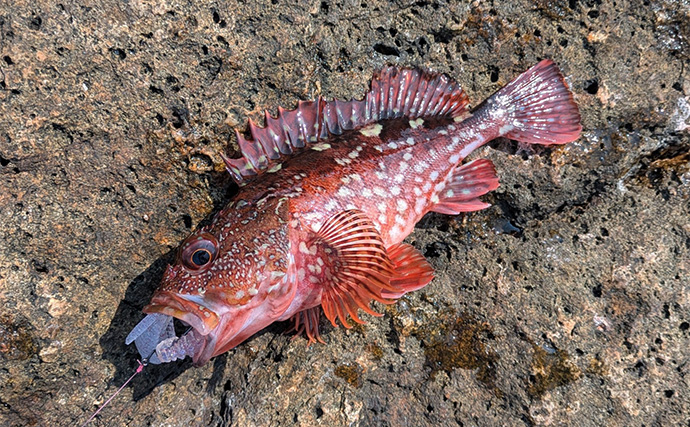 地磯ロックフィッシュゲームで35cm超え筆頭にアカハタが連発【三重】ヤミハタもヒット