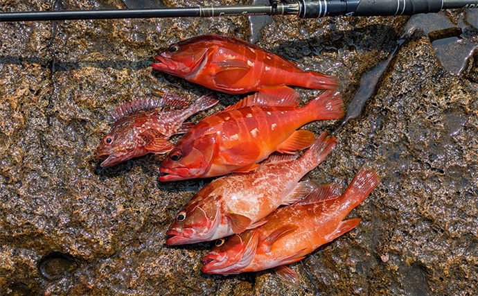 地磯ロックフィッシュゲームで35cm超え筆頭にアカハタが連発【三重】ヤミハタもヒット