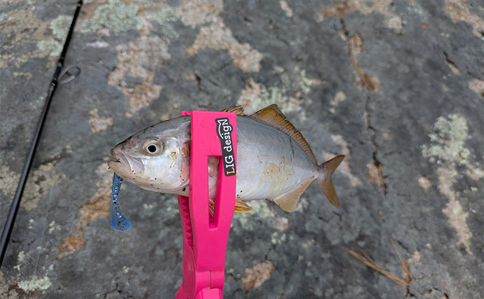 地磯ロックフィッシュゲームで35cm超え筆頭にアカハタが連発【三重】ヤミハタもヒット