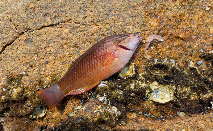 地磯ロックフィッシュゲームで35cm超え筆頭にアカハタが連発【三重】ヤミハタもヒット