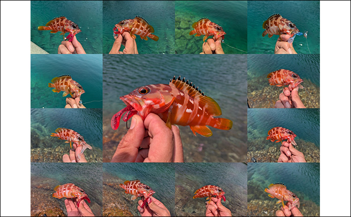 地磯ロックフィッシュゲームで35cm超え筆頭にアカハタが連発【三重】ヤミハタもヒット