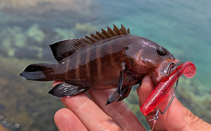 地磯ロックフィッシュゲームで35cm超え筆頭にアカハタが連発【三重】ヤミハタもヒット