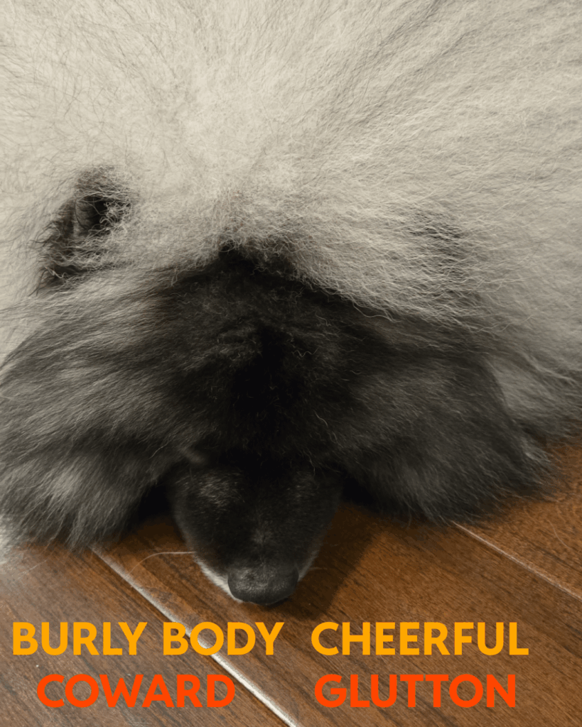 もしあなたがIRL Furbabyが仲間だったなら、それはどんな特性を持っているでしょうか？