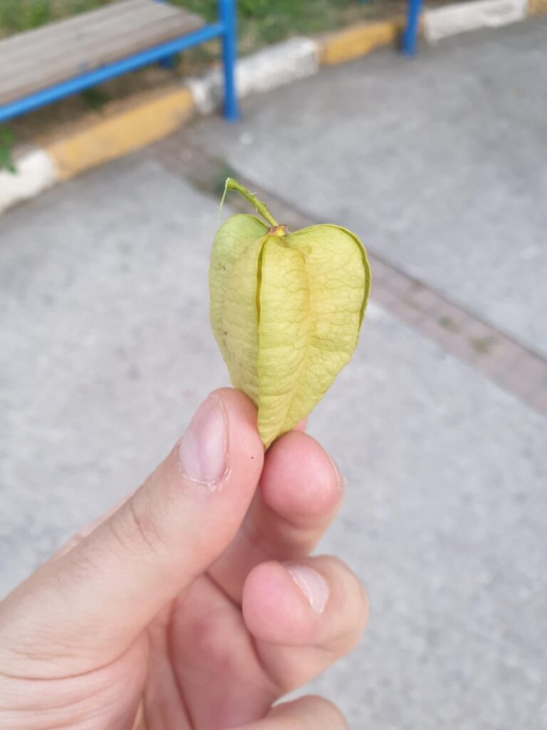 ブルームコアがどのように味わうのか尋ねた男に答えるために