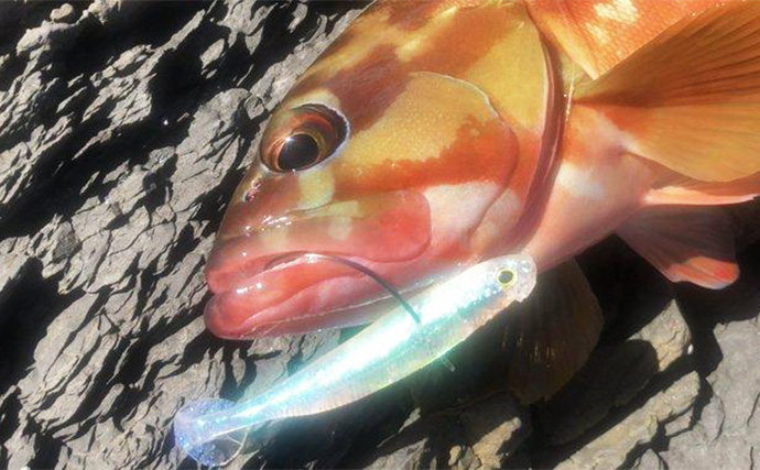 陸っぱりロックゲームでアカハタが連発！【高知】クリスタルラメカラーに好反応