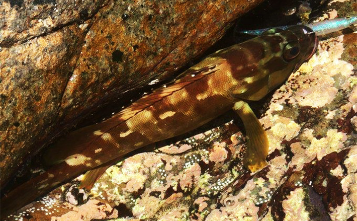 陸っぱりロックゲームでアカハタが連発！【高知】クリスタルラメカラーに好反応