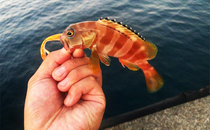 陸っぱりロックゲームでアカハタが連発！【高知】クリスタルラメカラーに好反応