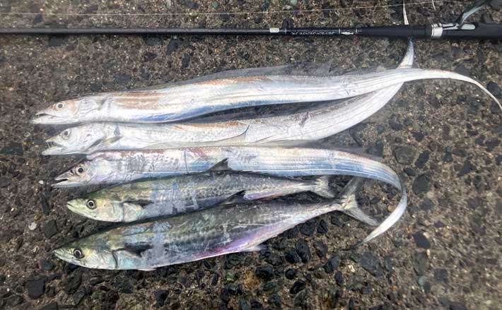 志賀島のワインドゲームで指4本幅タチウオ&サゴシ連発!【福岡】雨中でも好時合を攻略 | TSURINEWS 志賀島のワインドゲームで指4本幅タチウオ&サゴシ連発!【福岡】雨中でも好時合を攻略