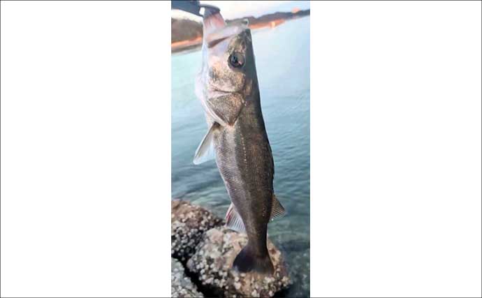 天草エリアのシーバスゲームで60cm級をキャッチ！【熊本】エギングでは600gアオリイカも登場