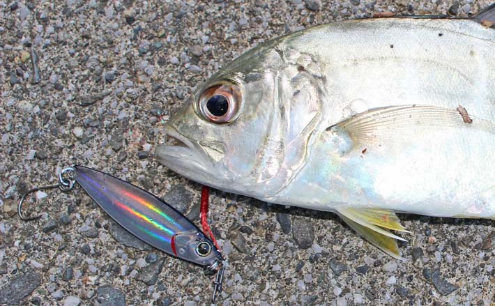 番匠川のメッキゲームで20cmを頭にツ抜け達成！【大分】メタルジグのただ巻きに好反応