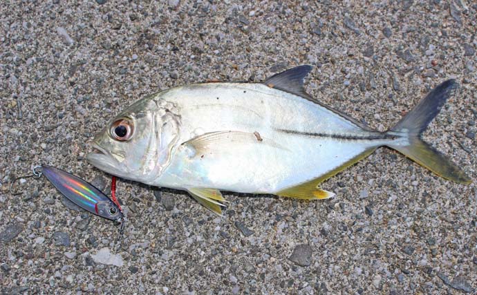 番匠川のメッキゲームで20cmを頭にツ抜け達成！【大分】メタルジグのただ巻きに好反応