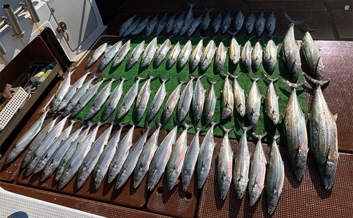 伊勢湾奥キャスティングゲームでサワラ80cm級登場！　サゴシは船中60匹超え