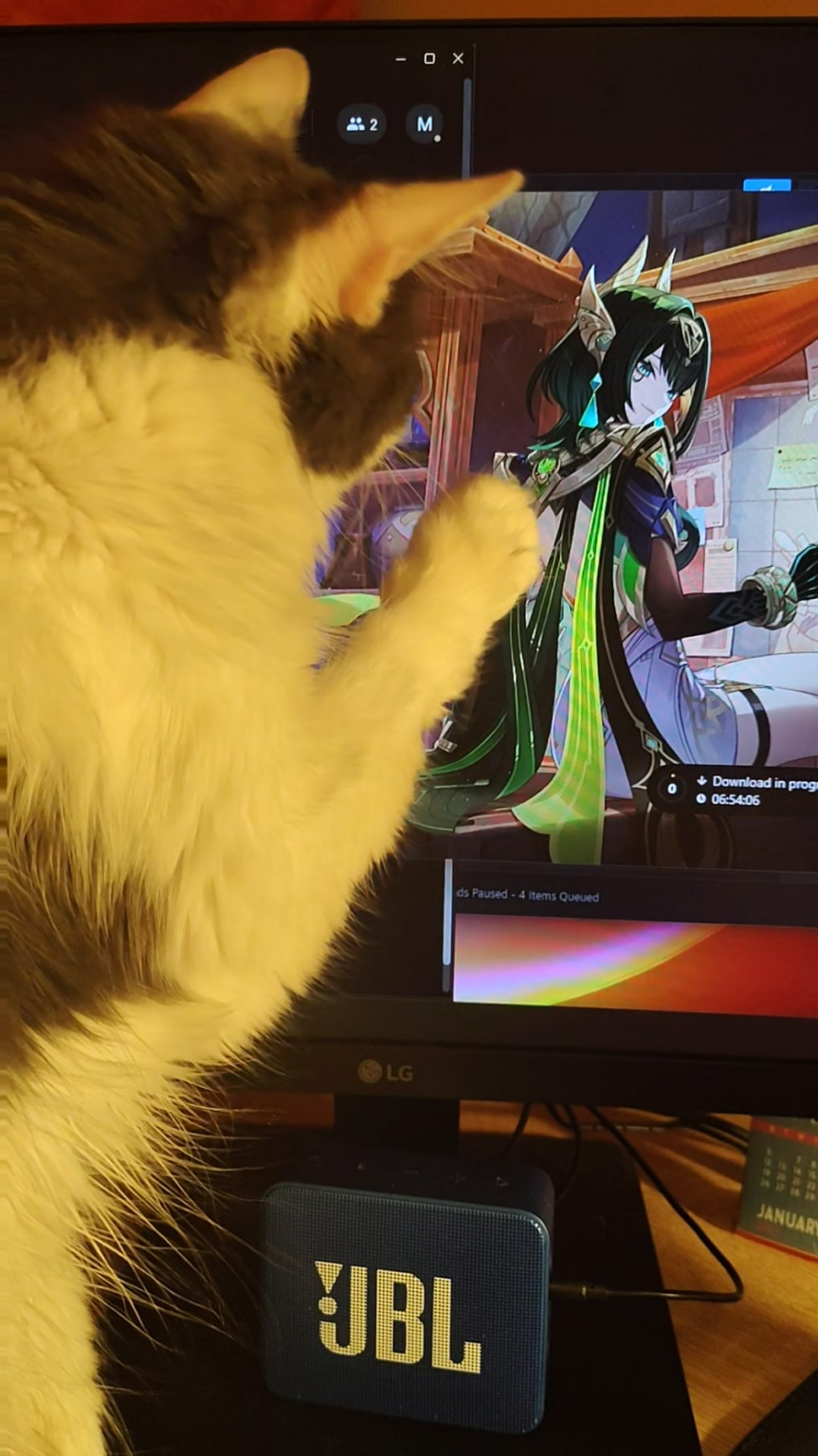 うちの猫はネフェルにとってレズビアンなのかもしれない。