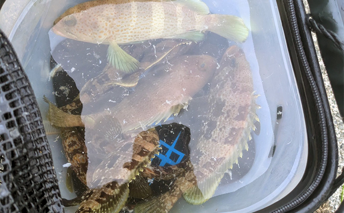 日中の漁港でエギング＆ロックゲーム！【福井】アオリイカとアオハタ連発で好機到来