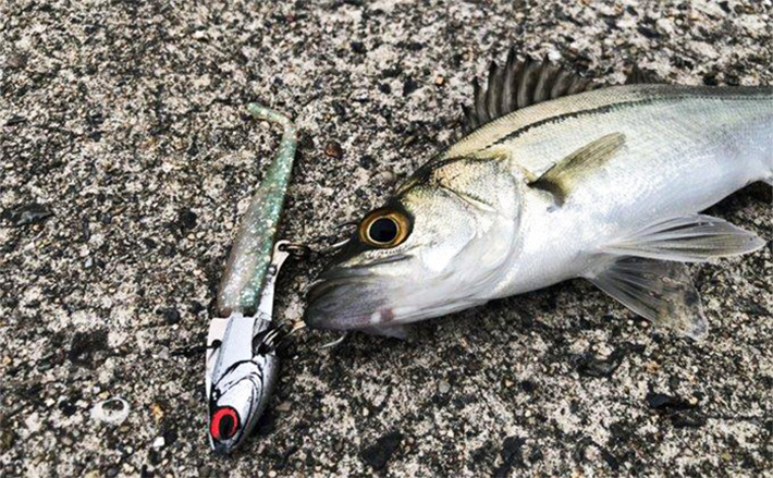 陸っぱりヒラメゲームのついでにシーバスを狙ったら入れ食い! 使用ルアーは『IJ16』のみ (2025年11月9日) – エキサイトニュース 陸っぱりヒラメゲームのついでにシーバスを狙ったら入れ食い! 使用ルアーは『IJ16』のみ (2025年11月9日) - エキサイトニュース