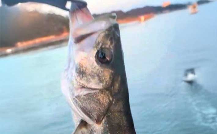 天草エリアのシーバスゲームで60cm級をキャッチ！【熊本】エギングでは600gアオリイカも登場 (2025年11月18日) - エキサイトニュース