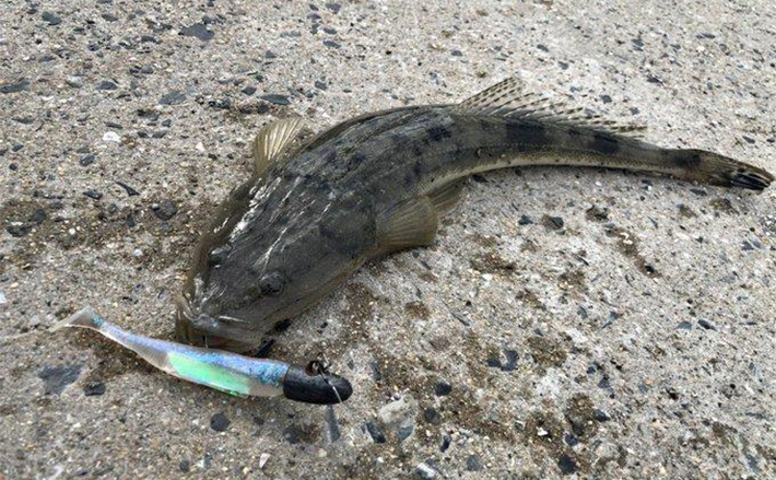 陸っぱりヒラメゲームで「60cmランカー級マゴチ」がヒット！ 本命不発もゲスト連発 (2025年11月26日) - エキサイトニュース