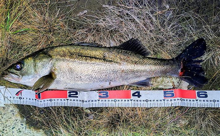 リバーシーバスゲームで62cm頭に良型シーバス3本キャッチ【千葉】流れの変化が肝