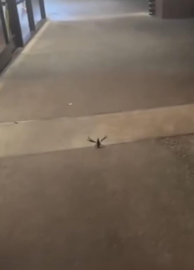 🚨 🚨兵士ダウン🚨 🚨 🚨 🚨兵士ダウン🚨 🚨