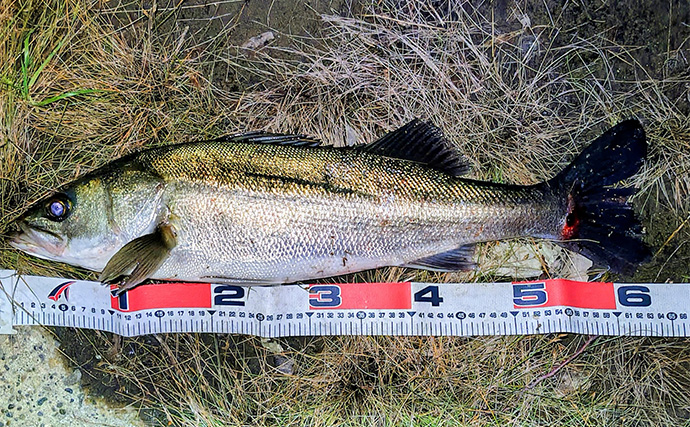 リバーシーバスゲームで62cm頭に良型シーバス3本キャッチ【千葉】流れの変化が肝