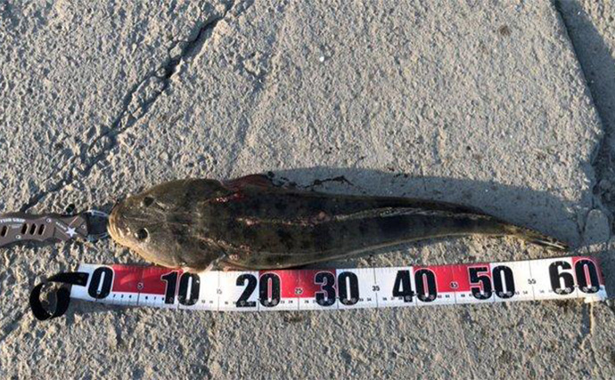 陸っぱりヒラメゲームで「60cmランカー級マゴチ」がヒット！ 本命不発もゲスト連発