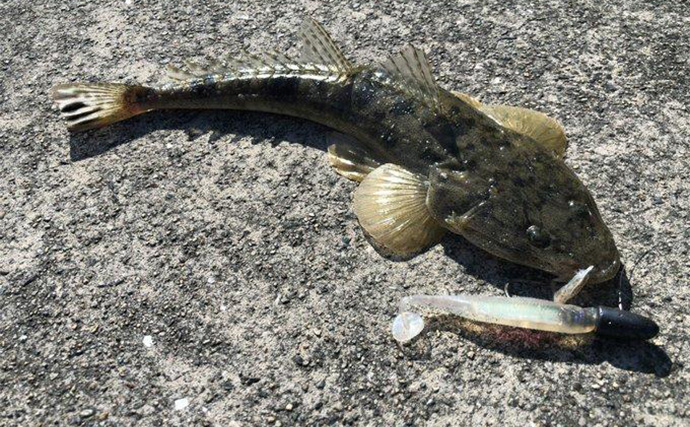 陸っぱりヒラメゲームで「60cmランカー級マゴチ」がヒット！ 本命不発もゲスト連発