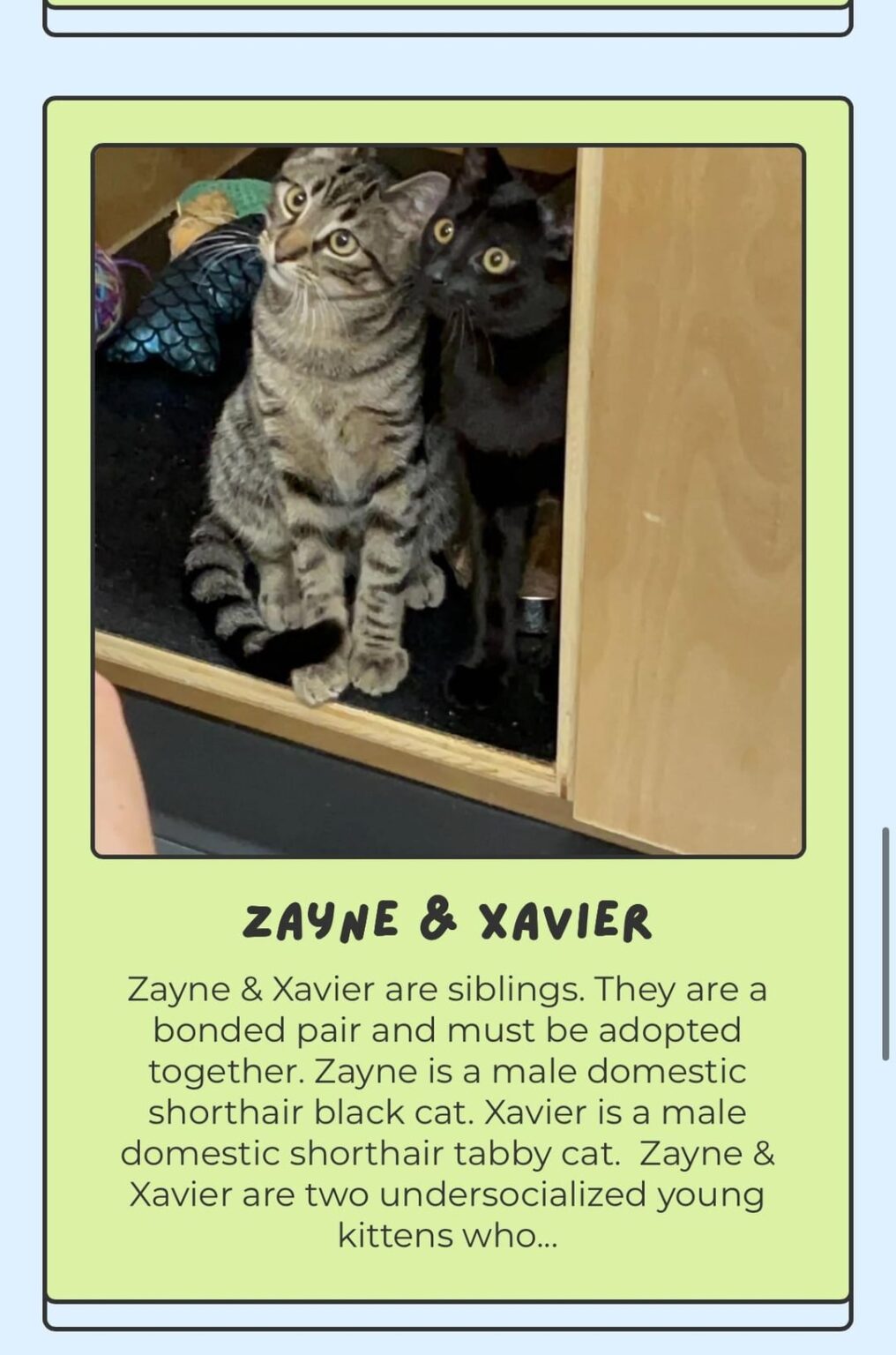 近所の猫カフェでLIを4匹見つけた