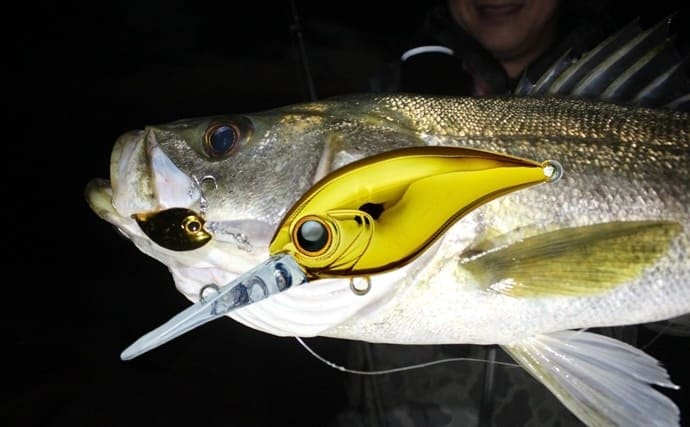 大型シーバスが食うクランクベイト？　＜ソルトゲーム専用クランク＞新登場【今週のおすすめ釣行アイテム5選】