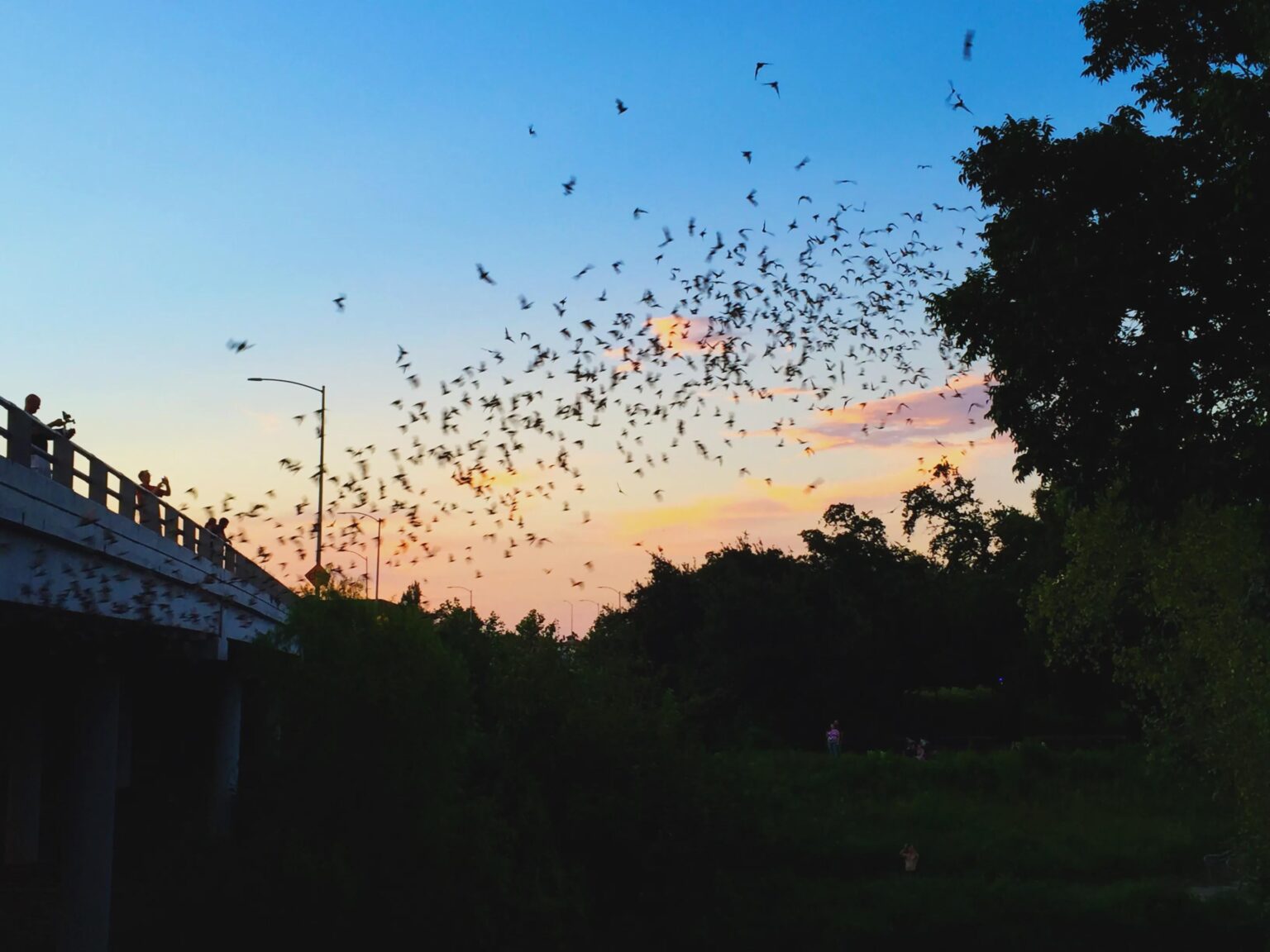 コウモリはオーバーワールドの表面にスポーンし、有効に活用する必要があります