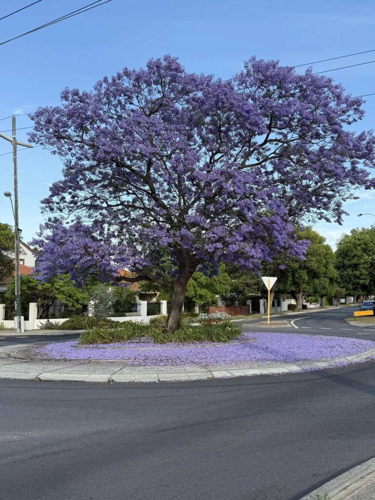毎年11月になると僕の街はイナズマになる
