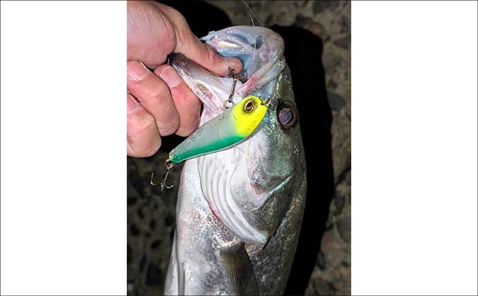 衣浦港シーバスゲームで50cm級キャッチ！ 【愛知】ルアーローテと立ち位置調整が決め手に