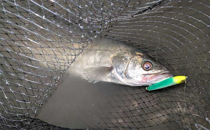 衣浦港シーバスゲームで50cm級キャッチ！ 【愛知】ルアーローテと立ち位置調整が決め手に