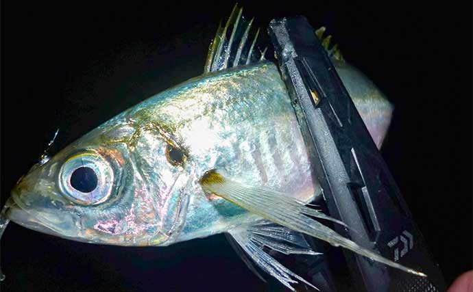 「メタルジグでアジが釣れる！？」鳥羽エリアのライトゲームで良型アジ＆根魚も好調【三重】