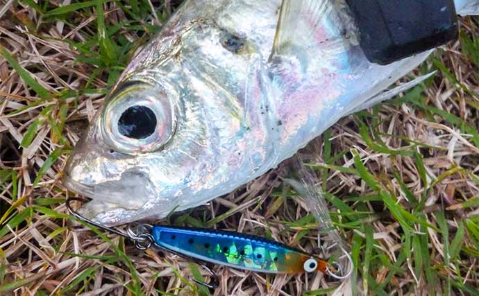 「メタルジグでアジが釣れる！？」鳥羽エリアのライトゲームで良型アジ＆根魚も好調【三重】