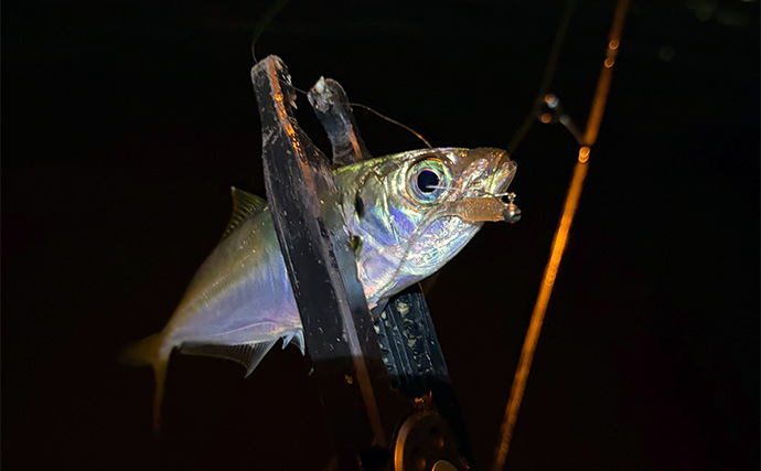 大阪南港アジングゲームで「2時間でアジ25尾」と好調！ サイズは小型に終始