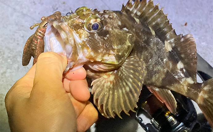 シーズン序盤のボートロックゲームで25cm良型カサゴ【三重】消波ブロック帯でヒット