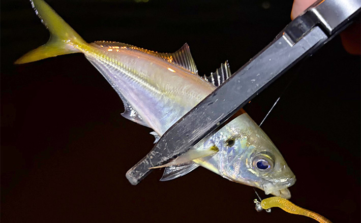 大阪南港アジングゲームで「2時間でアジ25尾」と好調！ サイズは小型に終始 (2025年12月25日) - エキサイトニュース