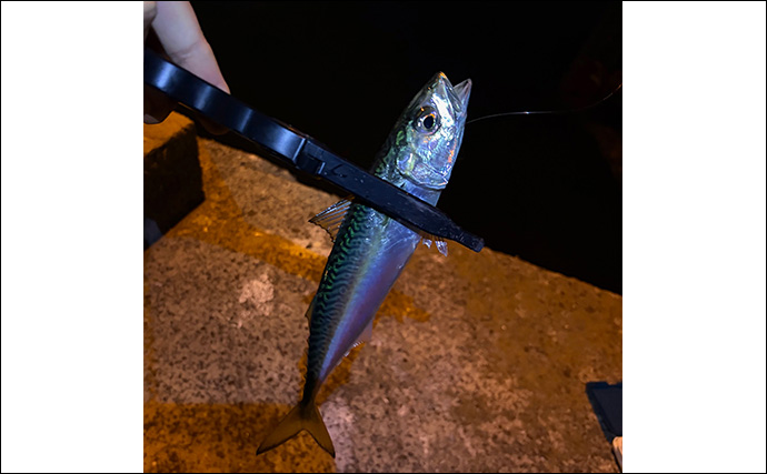 大阪南港アジングゲームで「2時間でアジ25尾」と好調！ サイズは小型に終始