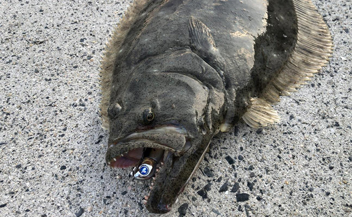 陸っぱりフラットゲームで56cm頭にヒラメ2枚！【瀬戸内】本格シーズン到来の予感