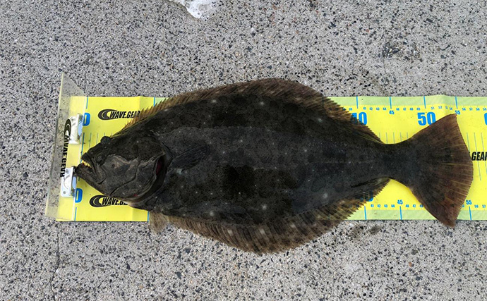 陸っぱりフラットゲームで56cm頭にヒラメ2枚！【瀬戸内】本格シーズン到来の予感