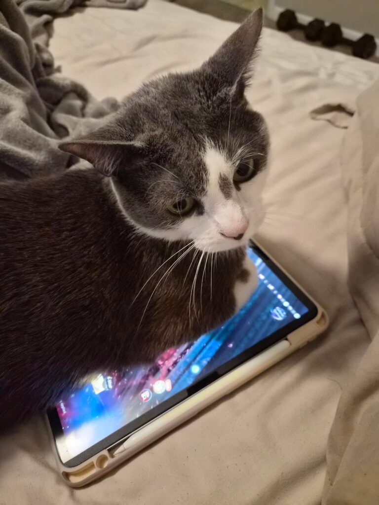 うちの猫が「もう引っ張るのはもういいよ」と言ったら…