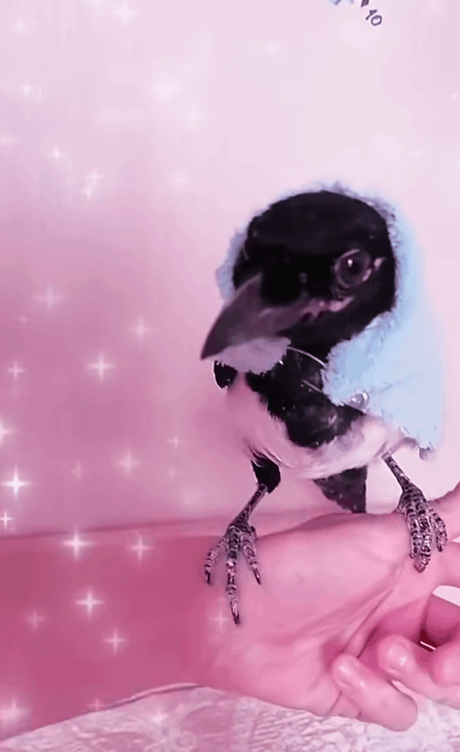 哀れな赤ん坊メフィスト