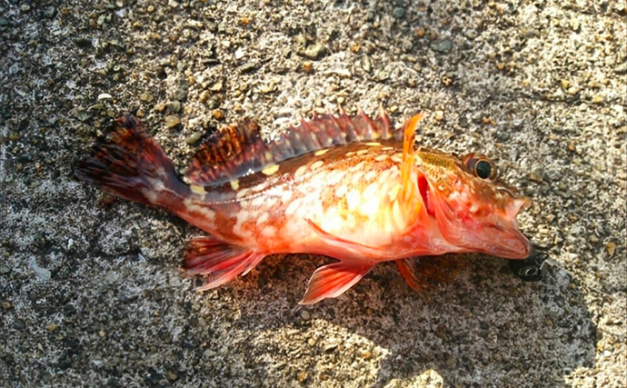 日中のライトソルトゲームで今期初メバルをキャッチ【神戸】エビ型ワームにヒット