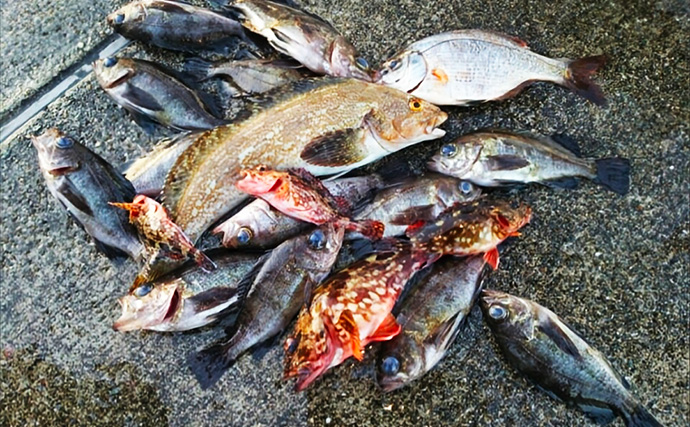 日中のライトソルトゲームで今期初メバルをキャッチ【神戸】エビ型ワームにヒット