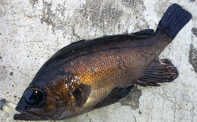 日中のライトソルトゲームで今期初メバルをキャッチ【神戸】エビ型ワームにヒット