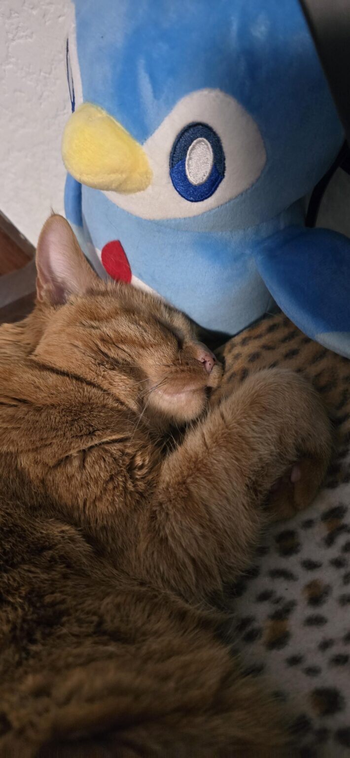 ペンガレットと一緒にお昼寝する猫(iva)