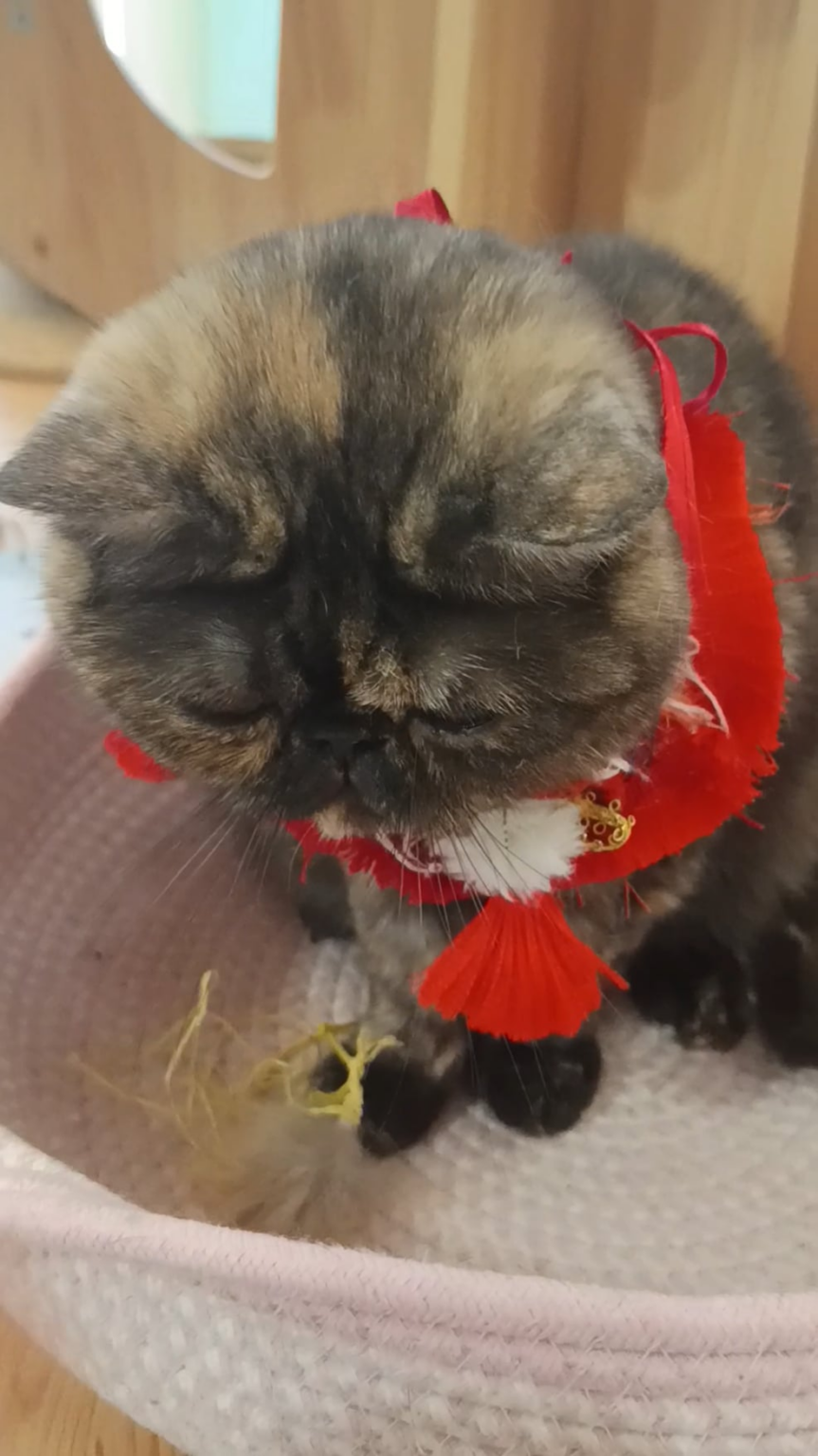 これがサイラスがMCをどのように見ているかだと思います