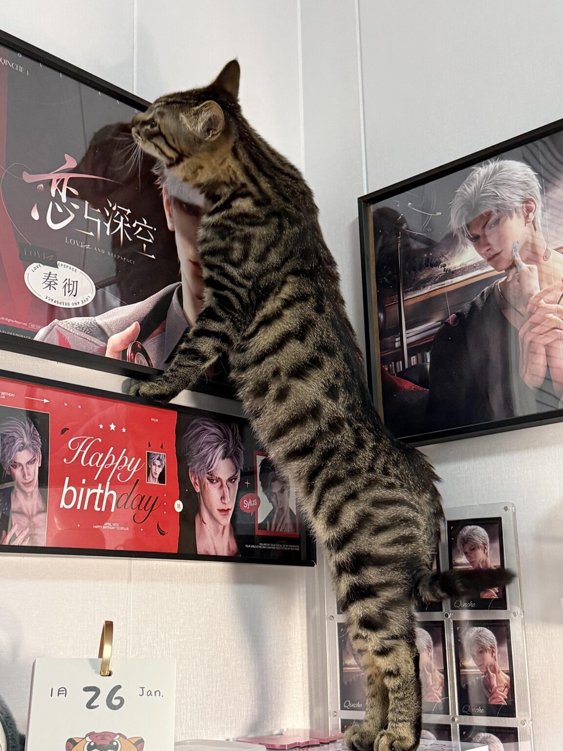 うちの子猫もサイラスが好きみたいです